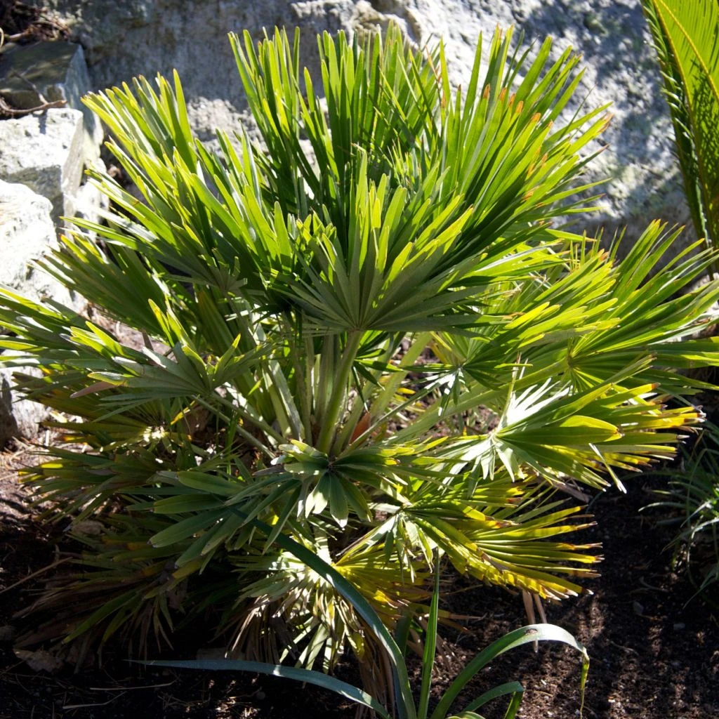 Chamaerops Humilis Vulcano - Palmier Nain 3 Chamaerops Humilis Vulcano - Palmier Nain