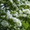 Chionanthus Retusus - Arbre De Neige 2 Chionanthus Retusus - Arbre De Neige -Promesse de fleurs Magasin Chionanthus retusus 83996 1