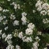 Choisya Ternata Snow Flurries - Oranger Du Mexique 2 Choisya Ternata Snow Flurries - Oranger Du Mexique -Promesse de fleurs Magasin Choisya ternata Snow Flurries 83997 1