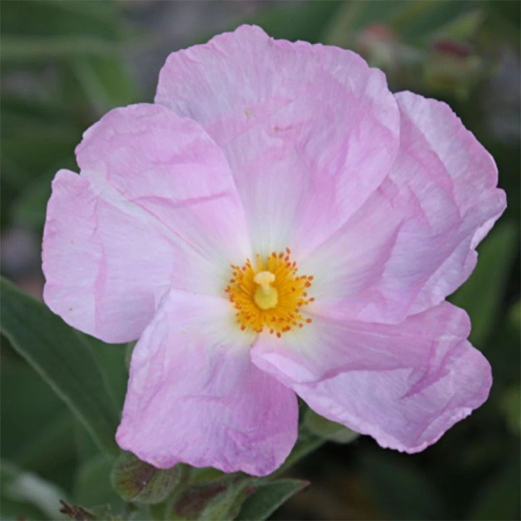Cistus Argenteus Peggy Sammons - Ciste Hybride 3 Cistus Argenteus Peggy Sammons - Ciste Hybride