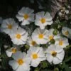Cistus Corbariensis - Ciste Des Corbières -Promesse de fleurs Magasin Cistus corbariensis 83259 1