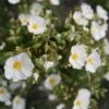 Cistus Monspeliensis - Ciste De Montpellier -Promesse de fleurs Magasin Cistus monspeliensis 7527 1