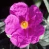 Cistus Pulverulentus Sunset - Ciste Pulvérulent -Promesse de fleurs Magasin Cistus pulverulentus Sunset 7901 1