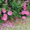 Cistus Purpureus Betty Taudevin - Ciste Pourpre -Promesse de fleurs Magasin Cistus x purpureus Betty Taudevin 100248 1