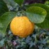 Citronnier Doux - Citrus Limetta Pursha 2 Citronnier Doux - Citrus Limetta Pursha -Promesse de fleurs Magasin Citronnier doux Citrus limetta Pursha copyright 870431 1 1