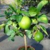 Pamplemousse (Pomelo) - Citrus (x) Paradisi -Promesse de fleurs Magasin Citrus x paradisi 83410 1