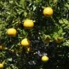 Citrus Ichangensis - Ichang Papeda -Promesse de fleurs Magasin Citrus ichangensis 83267 1