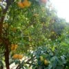 Mandarinier Satsuma - Citrus Unshiu 2 Mandarinier Satsuma - Citrus Unshiu -Promesse de fleurs Magasin Citrus unshiu 83371 1
