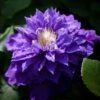 Clématite - Clematis Beauty Of Worcester -Promesse de fleurs Magasin Clematis Beauty Of Worcester 100903 1