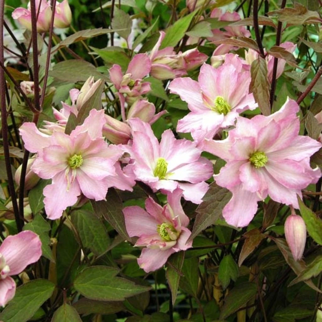 Clématite - Clematis Montana Rosebud 3 Clématite - Clematis Montana Rosebud
