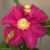 Clématite - Clematis SUCCESS Magenta -Promesse de fleurs Magasin Clematis SUCCESS Magenta Tra73 84882 1