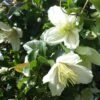 Clématite Cirrhosa Wisley Cream -Promesse de fleurs Magasin Clematis cirrhosa Wisley Cream 83626 1