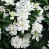 Clématite - Clematis Diversifolia White Arabella -Promesse de fleurs Magasin Clematis diversifolia White Arabella 89513 1