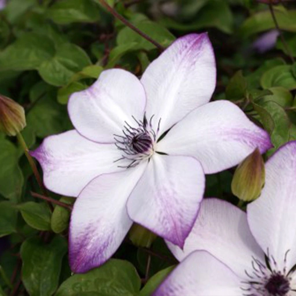 Clématite - Clematis Fond Memories 3 Clématite - Clematis Fond Memories