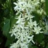 Clématite - Clematis Armandii Little White Charm -Promesse de fleurs Magasin Clematite Clematis armandii Little White Charm IF 6813641 1