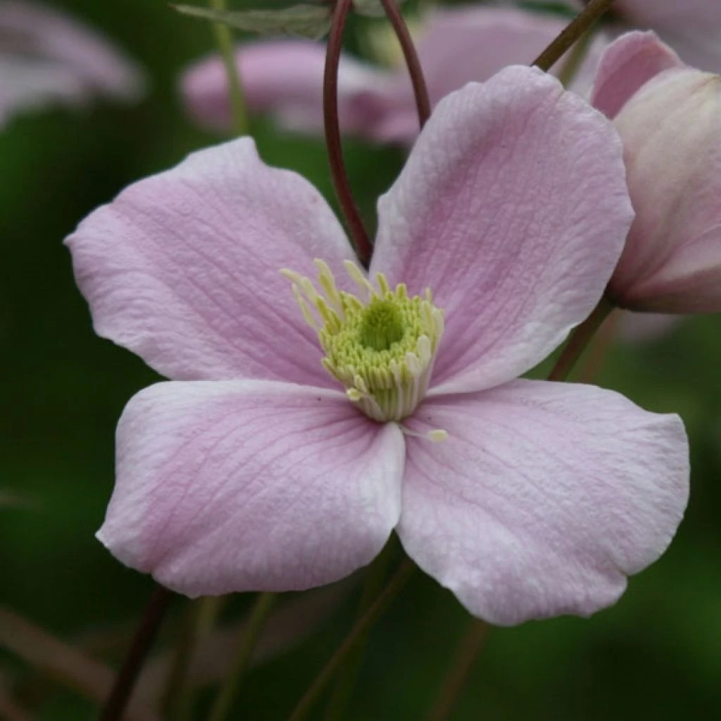 Clématite - Clematis Montana Mayleen 3 Clématite - Clematis Montana Mayleen
