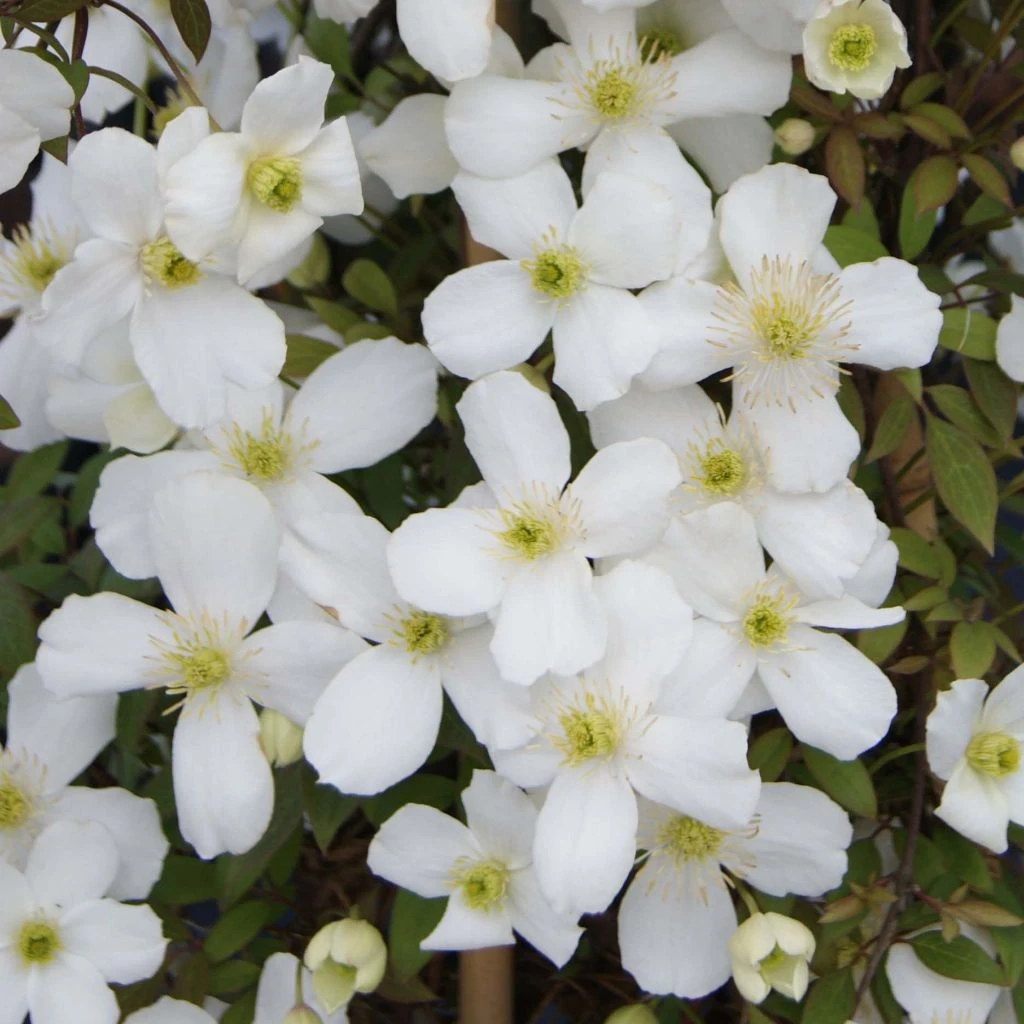 Clématite - Clematis Montana Spring Joy 3 Clématite - Clematis Montana Spring Joy