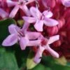 Clerodendrum Bungei - Clérodendron De Bunge -Promesse de fleurs Magasin Clerodendron Bungei 7532 1