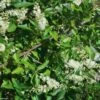Clethra Alnifolia -Promesse de fleurs Magasin Clethra alnifolia 781577 1