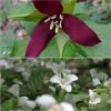 Collection 2 Trilliums -Promesse de fleurs Magasin Collection 2 Trilliums 85662 1