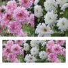 Collection Graines De 3 Cosmos Doubles -Promesse de fleurs Magasin Collection 3 Cosmos Doubles 323 1