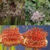 Collection 10 Alliums Etranges -Promesse de fleurs Magasin Collection Alliums Etranges 82427 1