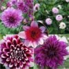 Collection Dahlias Byzantins 1 Collection Dahlias Byzantins -Promesse de fleurs Magasin Collection Dahlias Byzantins 83501 1