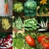 Collection "Jardin Productif" - 12 Variétés De Légumes à Fort Rendement 1 Collection "Jardin Productif" - 12 Variétés De Légumes à Fort Rendement -Promesse de fleurs Magasin Collection Jardin productif 12 varietes de legumes a fort rendement 70043 1