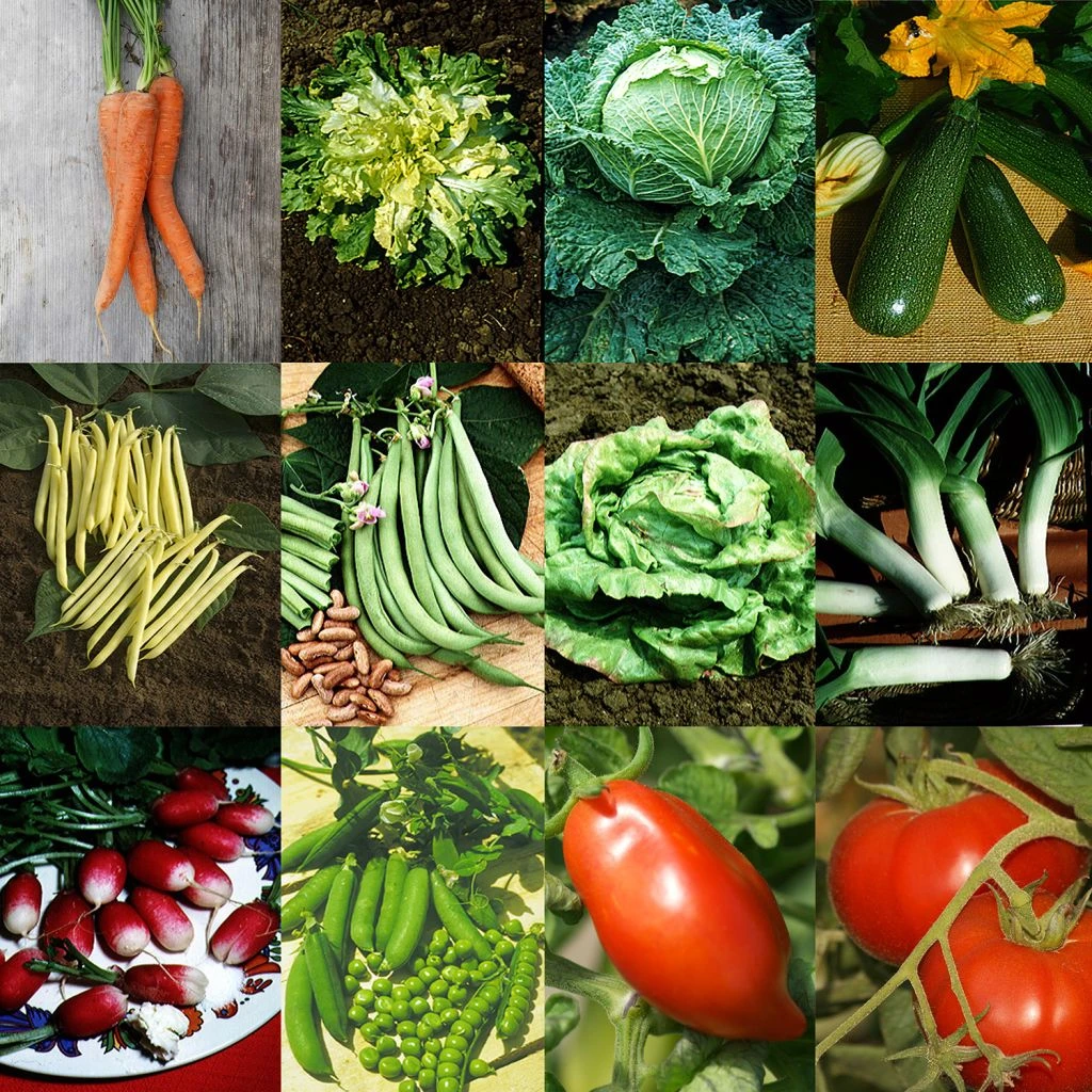 Collection "Jardin Productif" - 12 Variétés De Légumes à Fort Rendement 2 Collection "Jardin Productif" - 12 Variétés De Légumes à Fort Rendement