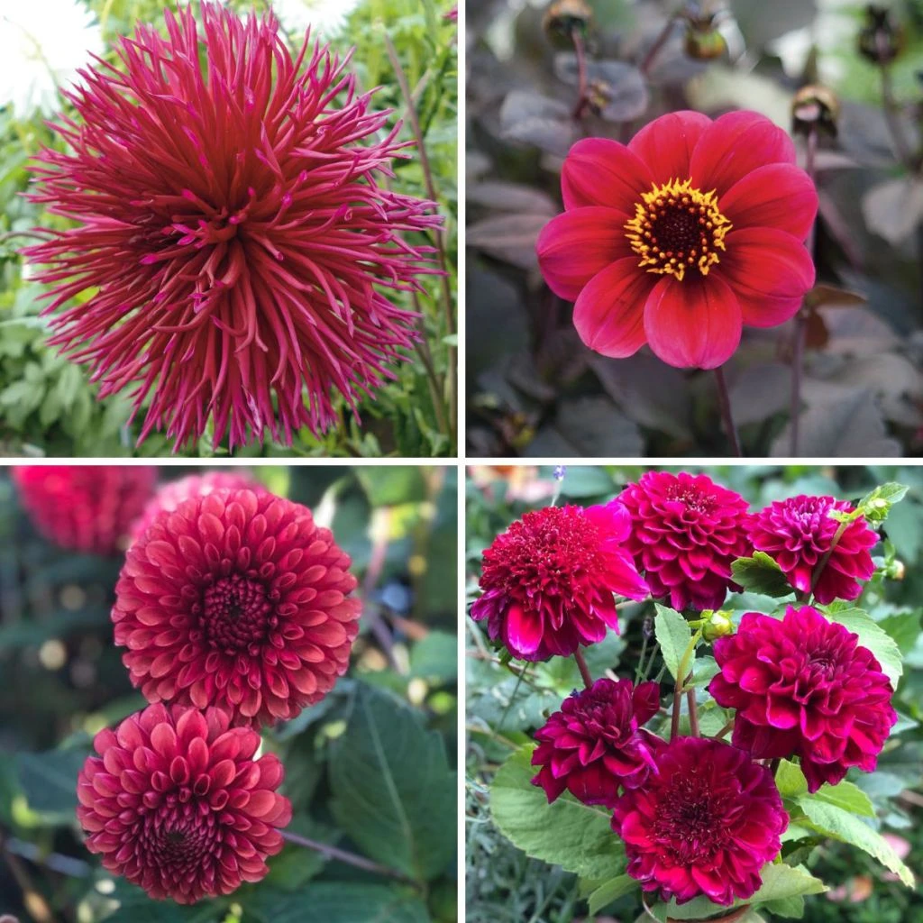 Collection Dahlias Viva Magenta 3 Collection Dahlias Viva Magenta