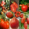 Collection De 8 Tomates De Formes Variées -Promesse de fleurs Magasin Collection de 8 tomates de formes variees 70039 1 1