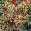 Coprosma Repens Pink Splendor 1 Coprosma Repens Pink Splendor -Promesse de fleurs Magasin Coprosma repens Pink Splendor LD 18454 1