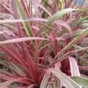 Cordyline Can Can 2 Cordyline Can Can -Promesse de fleurs Magasin Cordyline Can Can 84799 1