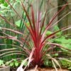 Cordyline Australis Cherry Sensation -Promesse de fleurs Magasin Cordyline australis Cherry Sensation 1004552 1