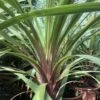 Cordyline Australis Peko 1 Cordyline Australis Peko -Promesse de fleurs Magasin Cordyline australis Peko copyright 8998111 1