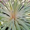 Cordyline Australis Pink Champagne -Promesse de fleurs Magasin Cordyline australis Pink Champagne V 1004561 1