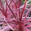 Cordyline Australis Pink Passion -Promesse de fleurs Magasin Cordyline australis Pink passion 832772 1 2