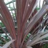 Cordyline Australis Red Star -Promesse de fleurs Magasin Cordyline australis Red Star 7900 1