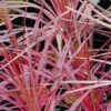 Cordyline Australis Southern Splendour -Promesse de fleurs Magasin Cordyline australis Southern Splendour 83278 1