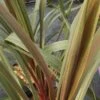 Cordyline Australis Sundance 2 Cordyline Australis Sundance -Promesse de fleurs Magasin Cordyline australis Sundance 84626 1 2