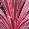 Cordyline Australis Sunrise -Promesse de fleurs Magasin Cordyline australis Sunrise 81583 1