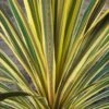 Cordyline Australis Torbay Dazzler 2 Cordyline Australis Torbay Dazzler -Promesse de fleurs Magasin Cordyline australis Torbay Dazzler 83280 1