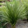 Cordyline Indivisa -Promesse de fleurs Magasin Cordyline indivisa v 7219 1