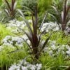 Cordyline Obtecta Superstar 1 Cordyline Obtecta Superstar -Promesse de fleurs Magasin Cordyline obtecta Superstar 87381 1
