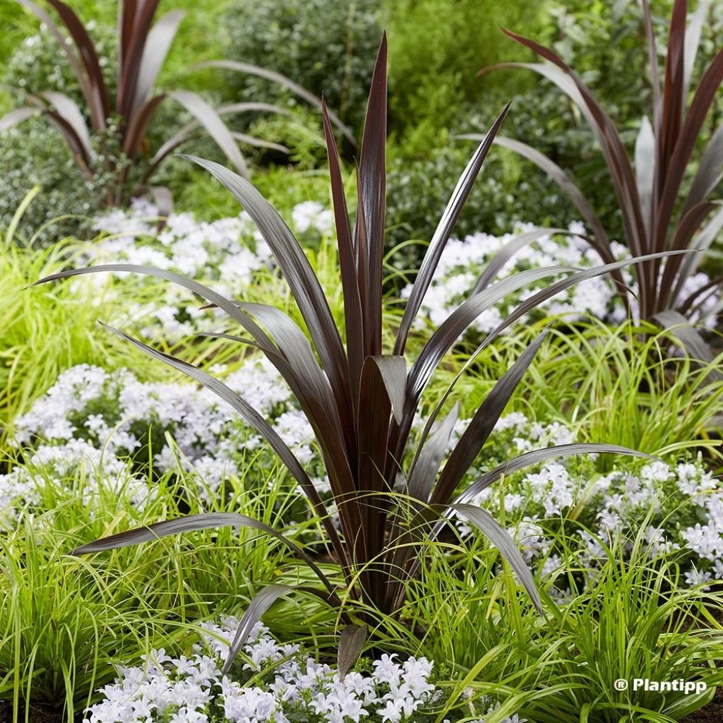 Cordyline Obtecta Superstar 3 Cordyline Obtecta Superstar