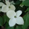 Cornus Eddie's White Wonder - Cornouiller Hybride. -Promesse de fleurs Magasin Cornus Eddie s White Wonder 83894 1