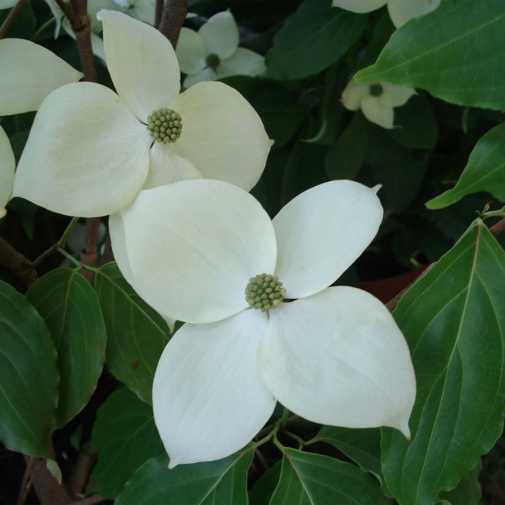 Cornus Eddie's White Wonder - Cornouiller Hybride. 3 Cornus Eddie's White Wonder - Cornouiller Hybride.