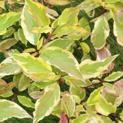 Cornus Alba Gouchaultii - Cornouiller Blanc