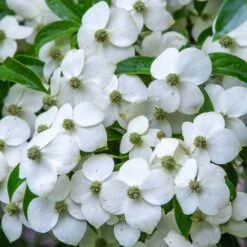 Cornus Angustata Empress Of China - Cornouiller Chinois