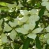 Cornus Capitata - Cornouiller De L'Himalaya -Promesse de fleurs Magasin Cornus capitata 84005 1